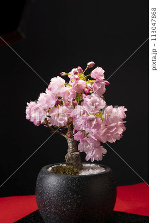 旭山桜の盆栽で春爛漫の華やかな開花 113047868