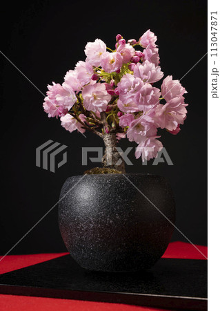 旭山桜の盆栽で春爛漫の華やかな開花 113047871