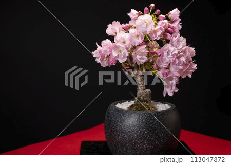 旭山桜の盆栽で春爛漫の華やかな開花 113047872
