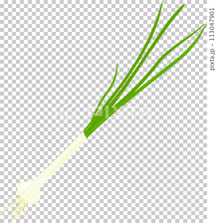 生金釵、野蒜 生金釵、野蒜 113047901