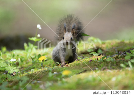 エゾリスと春の森 113048034