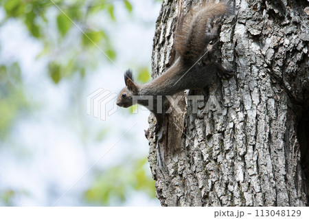 春の森で遊ぶエゾリス 113048129