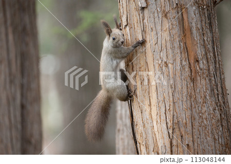 春の森で遊ぶエゾリス 春の森で遊ぶエゾリス 113048144