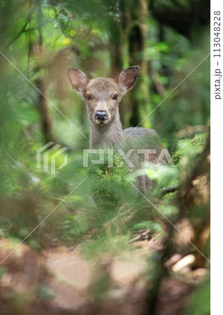 屋久島の鹿 屋久島の鹿 113048228