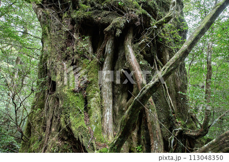 屋久島の森 113048350