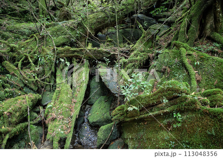 屋久島の森 113048356