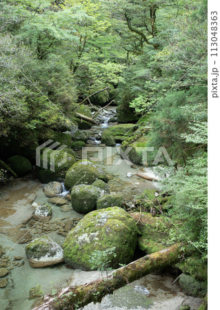 屋久島の森 113048363