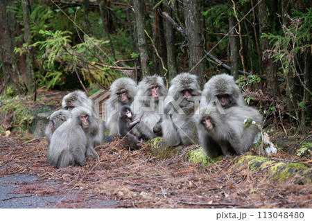 ヤクザルの住む森 113048480