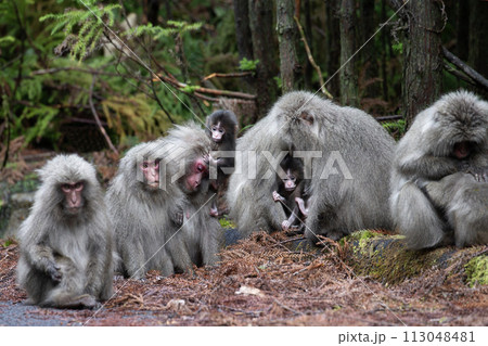 ヤクザルの住む森 113048481