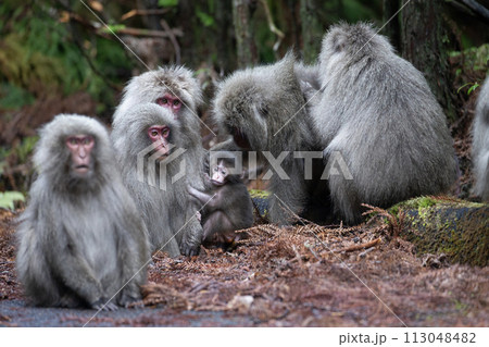 ヤクザルの住む森 113048482