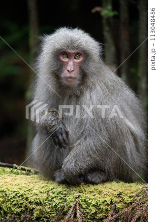 ヤクザルの住む森 113048486