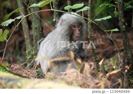 ヤクザルの住む森 113048489