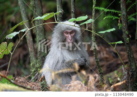 ヤクザルの住む森 113048490