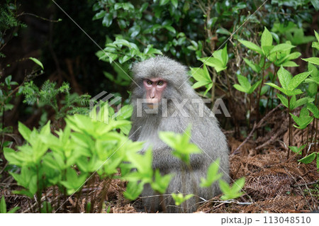 ヤクザルの住む森 113048510