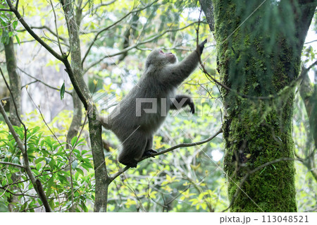 ヤクザルの住む森 113048521