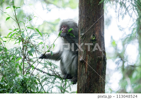 ヤクザルの住む森 113048524