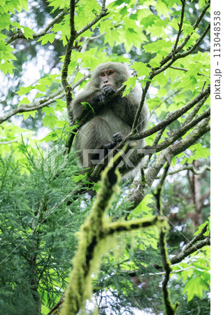 ヤクザルの住む森 113048538