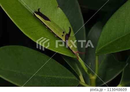 生き物 昆虫 イシガケチョウ、終齢幼虫です。はっきりした塗分けで大きさは四センチちょっと 生き物 昆虫 イシガケチョウ、終齢幼虫です。はっきりした塗分けで大きさは四センチちょっと 113048609