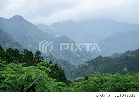 屋久島の森 113048633