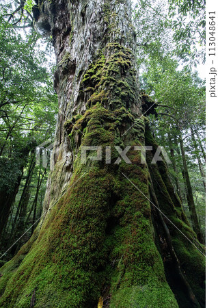 屋久島の森 113048641