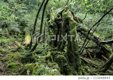 屋久島の森 屋久島の森 113048643
