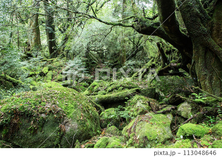 屋久島の森 113048646
