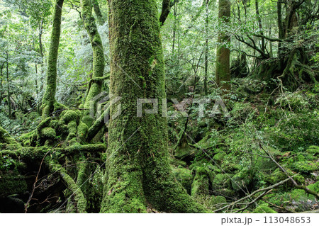 屋久島の森 113048653