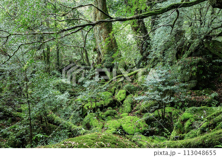 屋久島の森 113048655