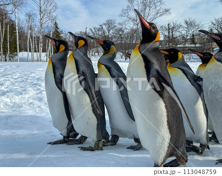 雪景色の中を散歩するキングペンギン 雪景色の中を散歩するキングペンギン 113048759