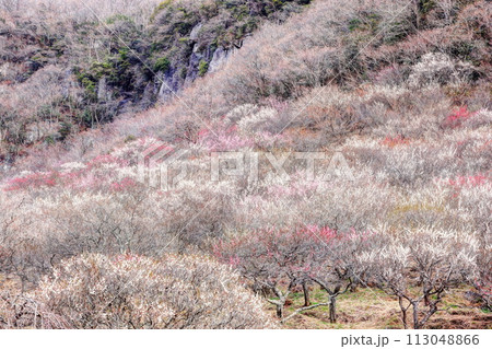 幕岩と湯河原梅林 113048866