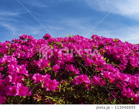 つつじが鮮やかな初夏の青空 113048895