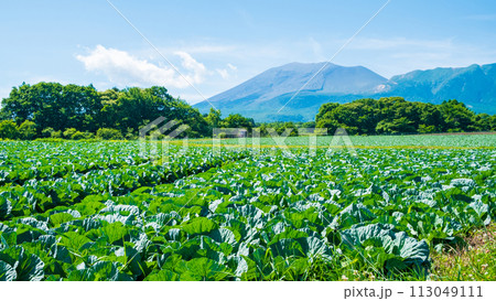 嬬恋村のキャベツ畑（浅間山を望む） 113049111