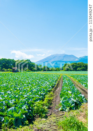 嬬恋村のキャベツ畑（浅間山を望む） 113049247