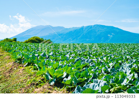 嬬恋村のキャベツ畑（浅間山を望む） 113049333