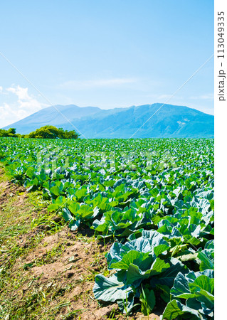 嬬恋村のキャベツ畑（浅間山を望む） 113049335