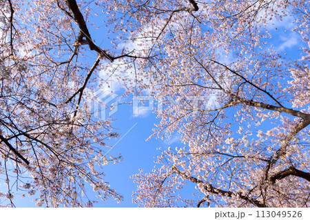 北海道森町早朝のオニウシ公園の桜07 113049526