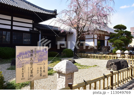 前橋市　龍海院境内の満開桜と青空 113049769