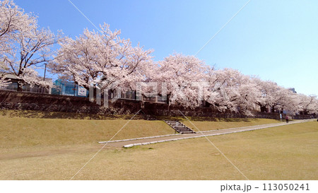 金沢の犀川と桜と青空 113050241