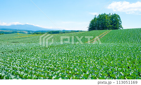 嬬恋村のキャベツ畑 113051169