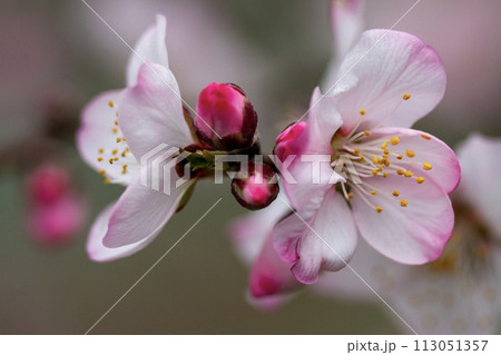 アーモンドの花と蕾 アーモンドの花と蕾 113051357