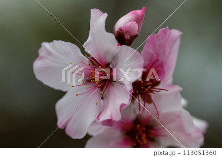 アーモンドの花と蕾 113051360