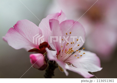 アーモンドの花と蕾 アーモンドの花と蕾 113051361