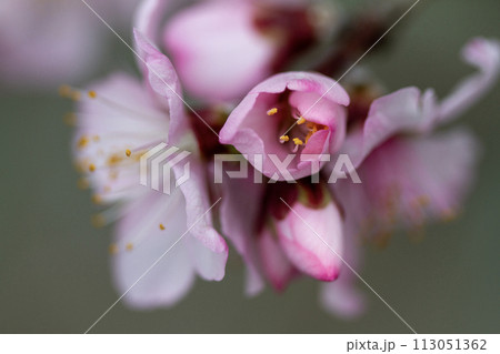 アーモンドの花と蕾 アーモンドの花と蕾 113051362