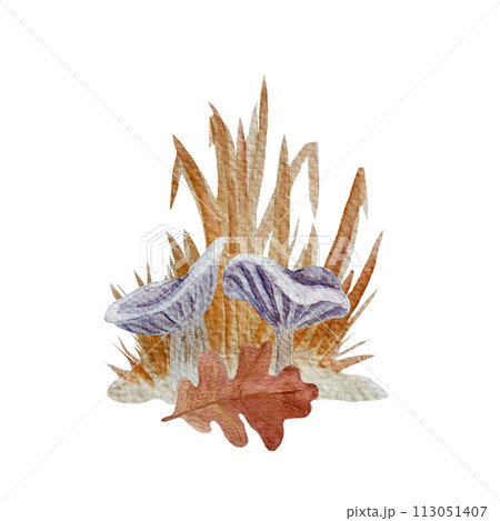 Wild purple mushroom watercolor composition isolated on white. Collybia nuda Wild purple mushroom watercolor composition isolated on white. Collybia nuda 113051407