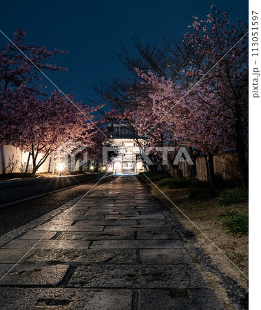 妙林寺　ライトアップされた河津桜 113051597