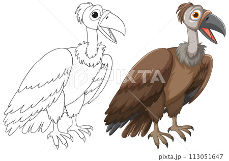 Vulture Illustration: From Sketch to Color Vulture Illustration: From Sketch to Color 113051647