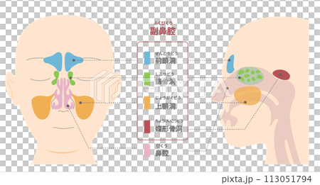 從正面和側面(矢狀面)觀察鼻竇解剖結構的插圖 從正面和側面(矢狀面)觀察鼻竇解剖結構的插圖 113051794