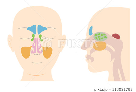 副鼻腔を正面と横向き（矢状面）から見た頭部の解剖学イラスト 113051795