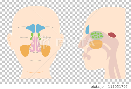 副鼻腔を正面と横向き（矢状面）から見た頭部の解剖学イラスト 113051795