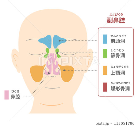 副鼻腔を正面から見た頭部のイラスト 113051796